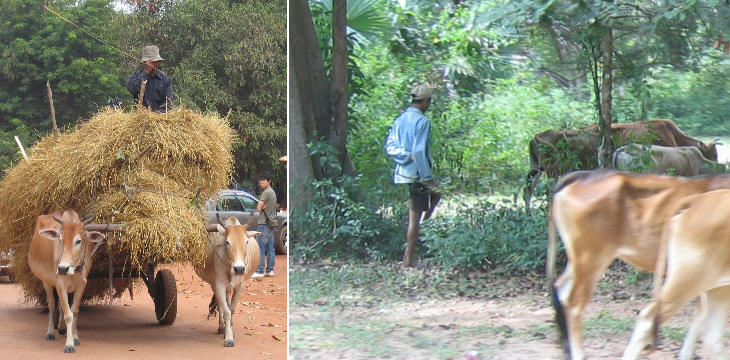 Farmers and herdsmen