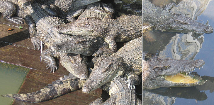 The crocodile farm