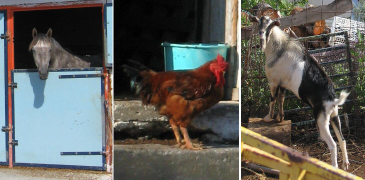 Animal life in Kastelli