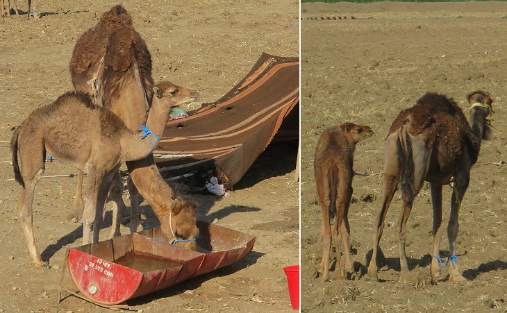 Dromedaries